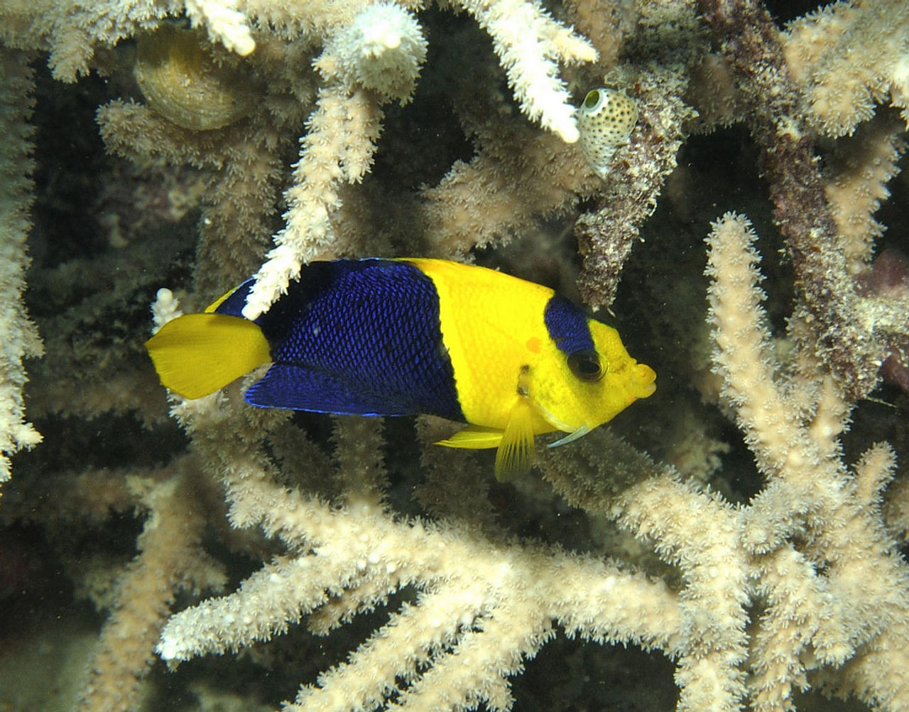 Centropyge bicolor (Pesce angelo bicolore)